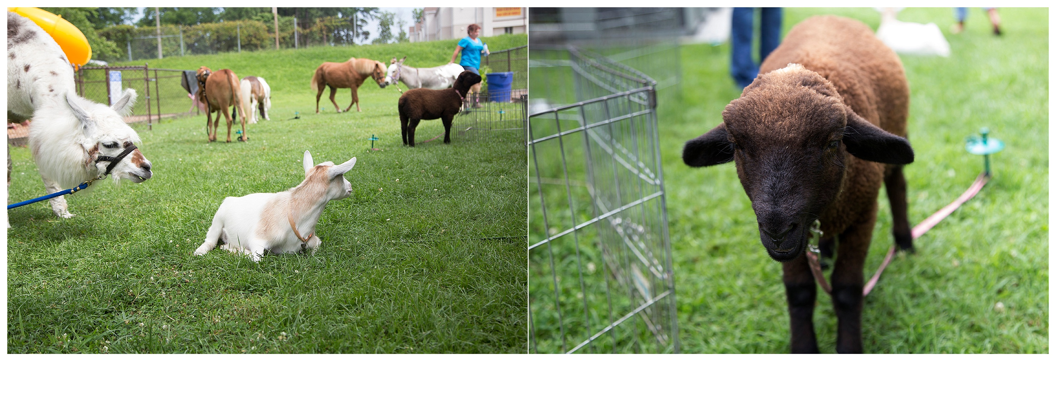 TinyFarm_231 copy.jpg