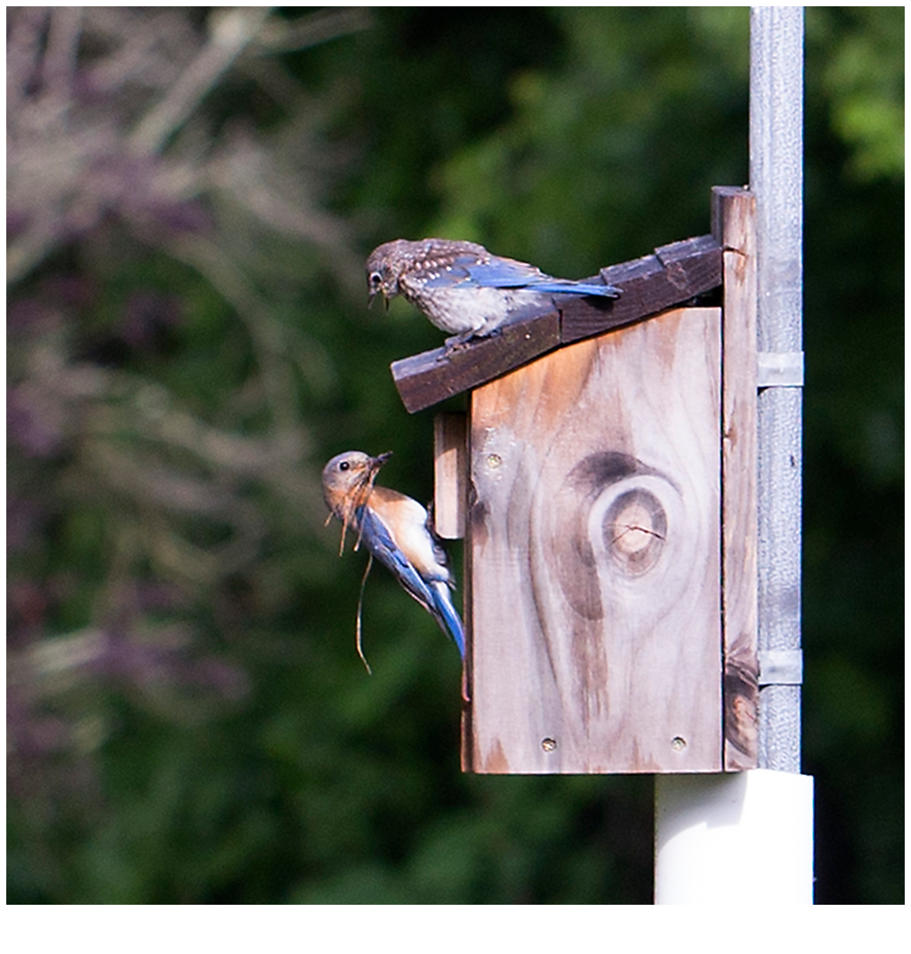 Bluebird fledgling.jpg