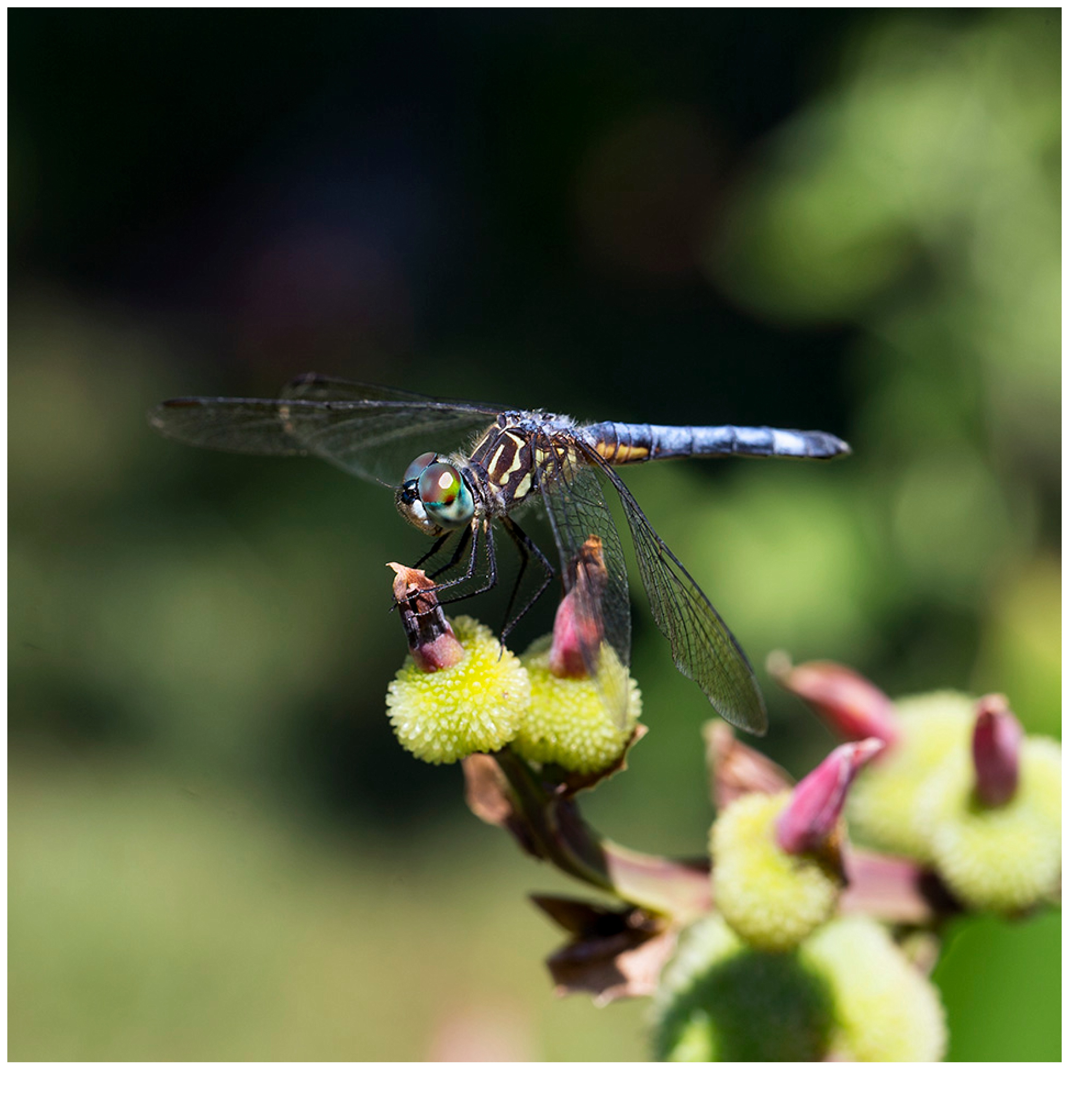 Dragon Fly_6888.jpg