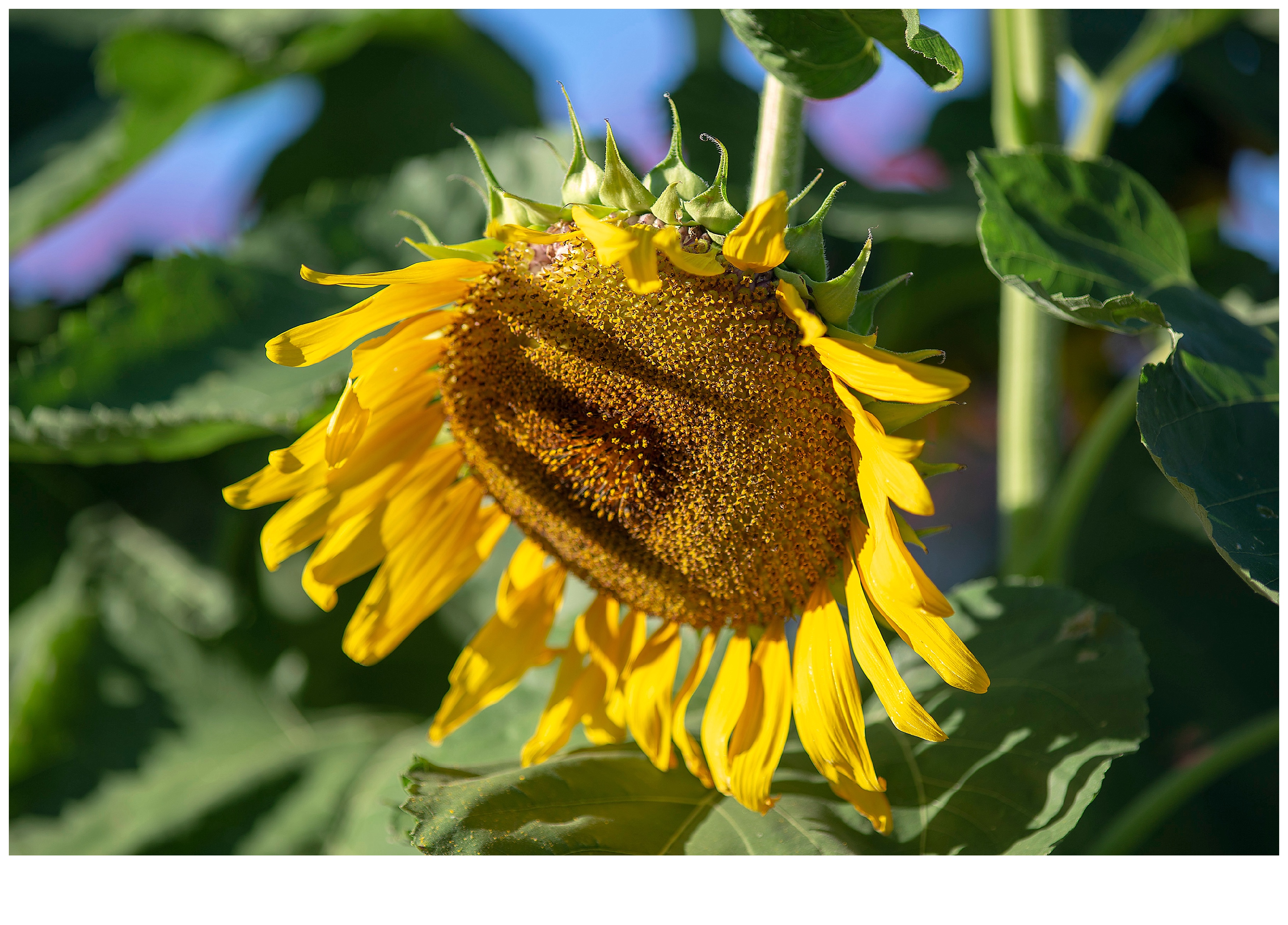 Sunflower_9049.jpg