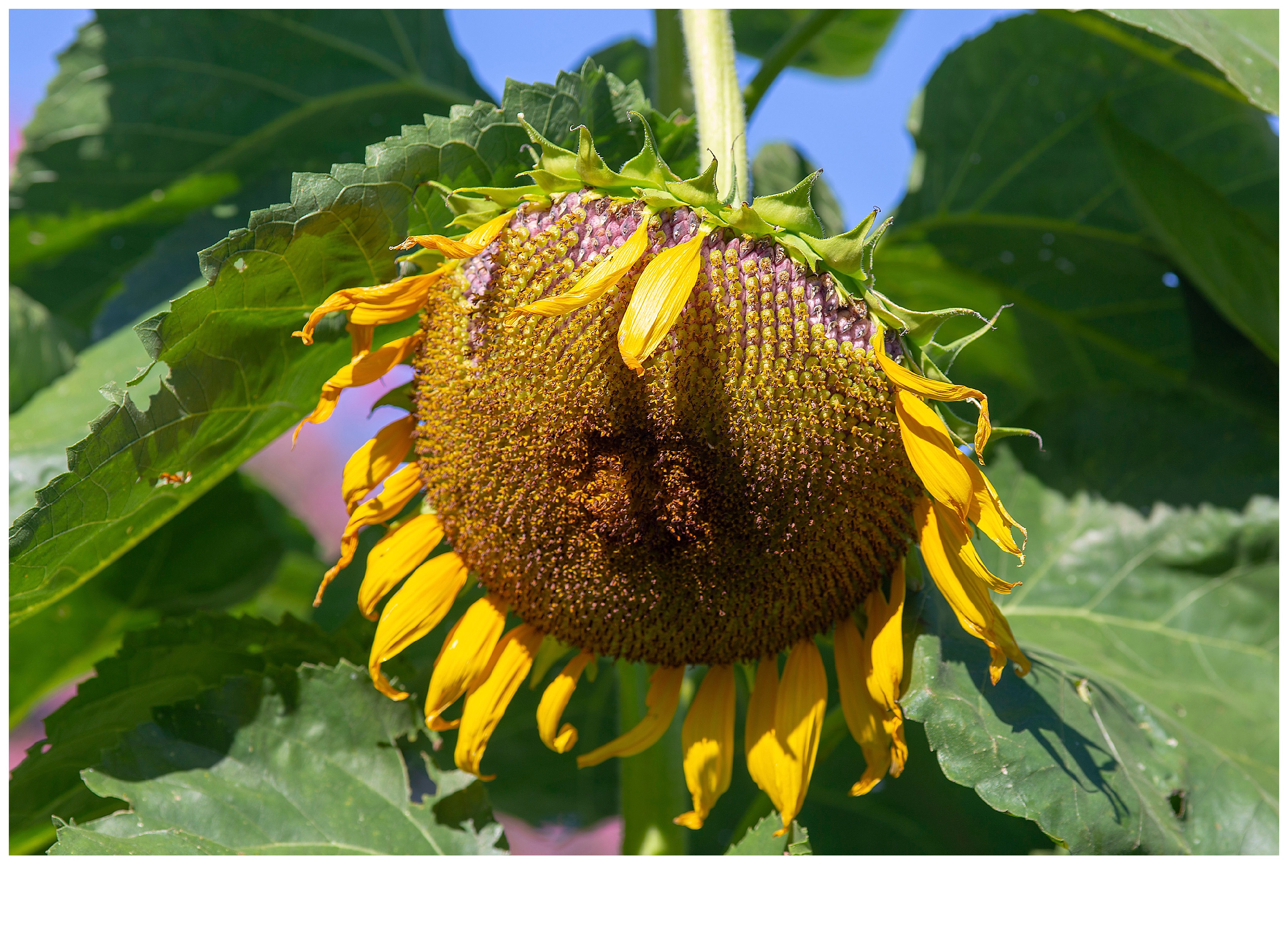 Sunflower_9071.jpg