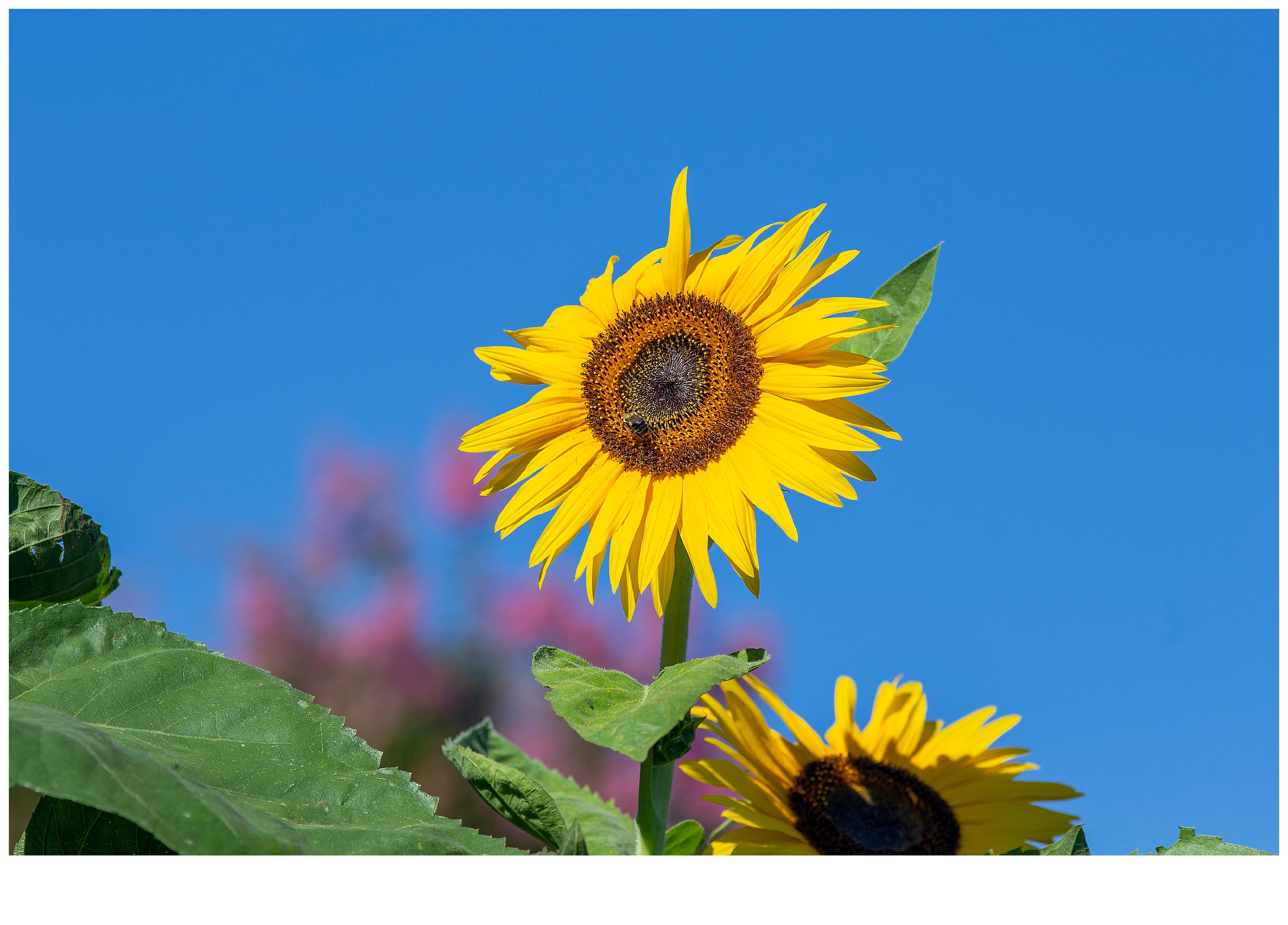 Sunflower_9073.jpg