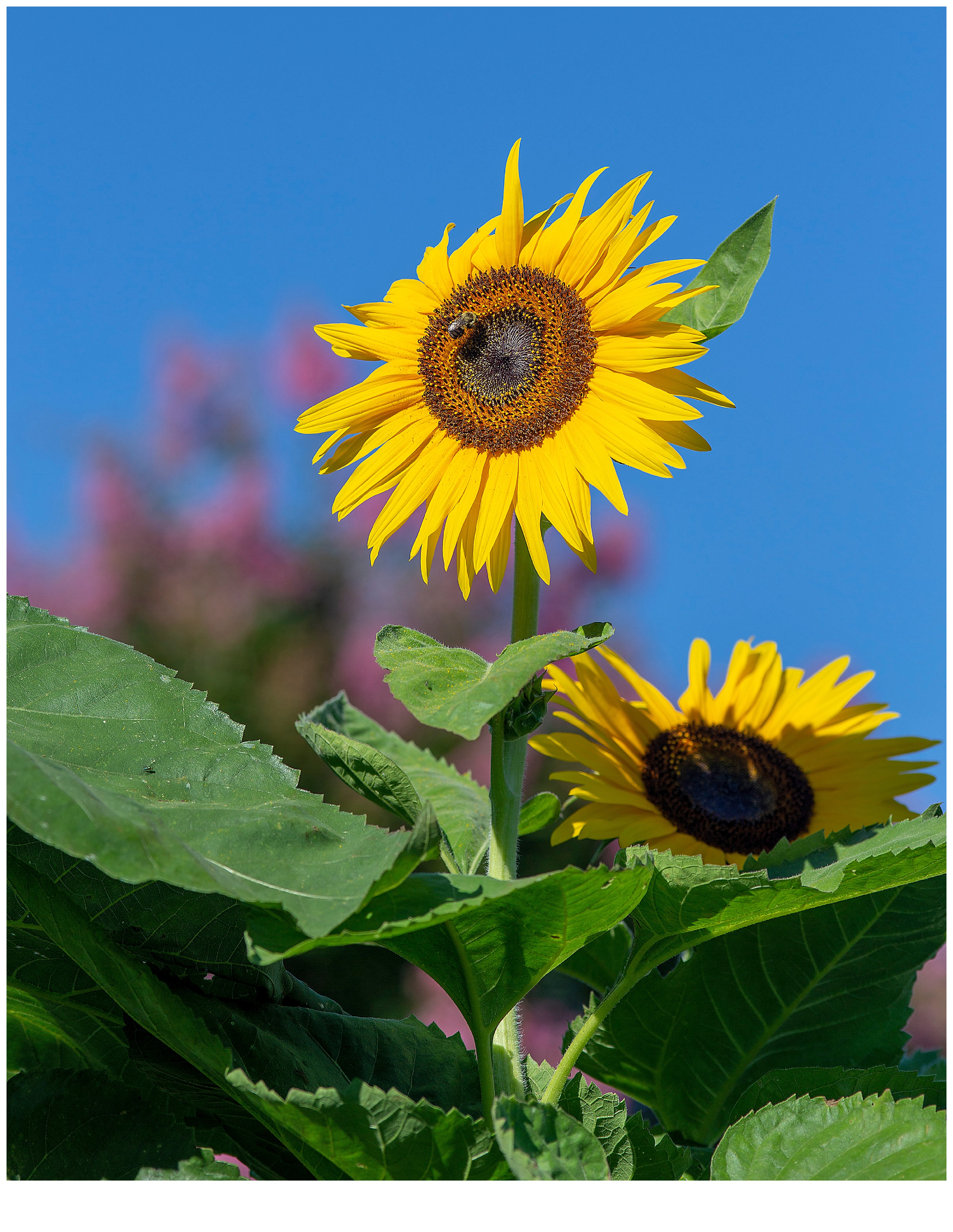 Sunflower_9075.jpg