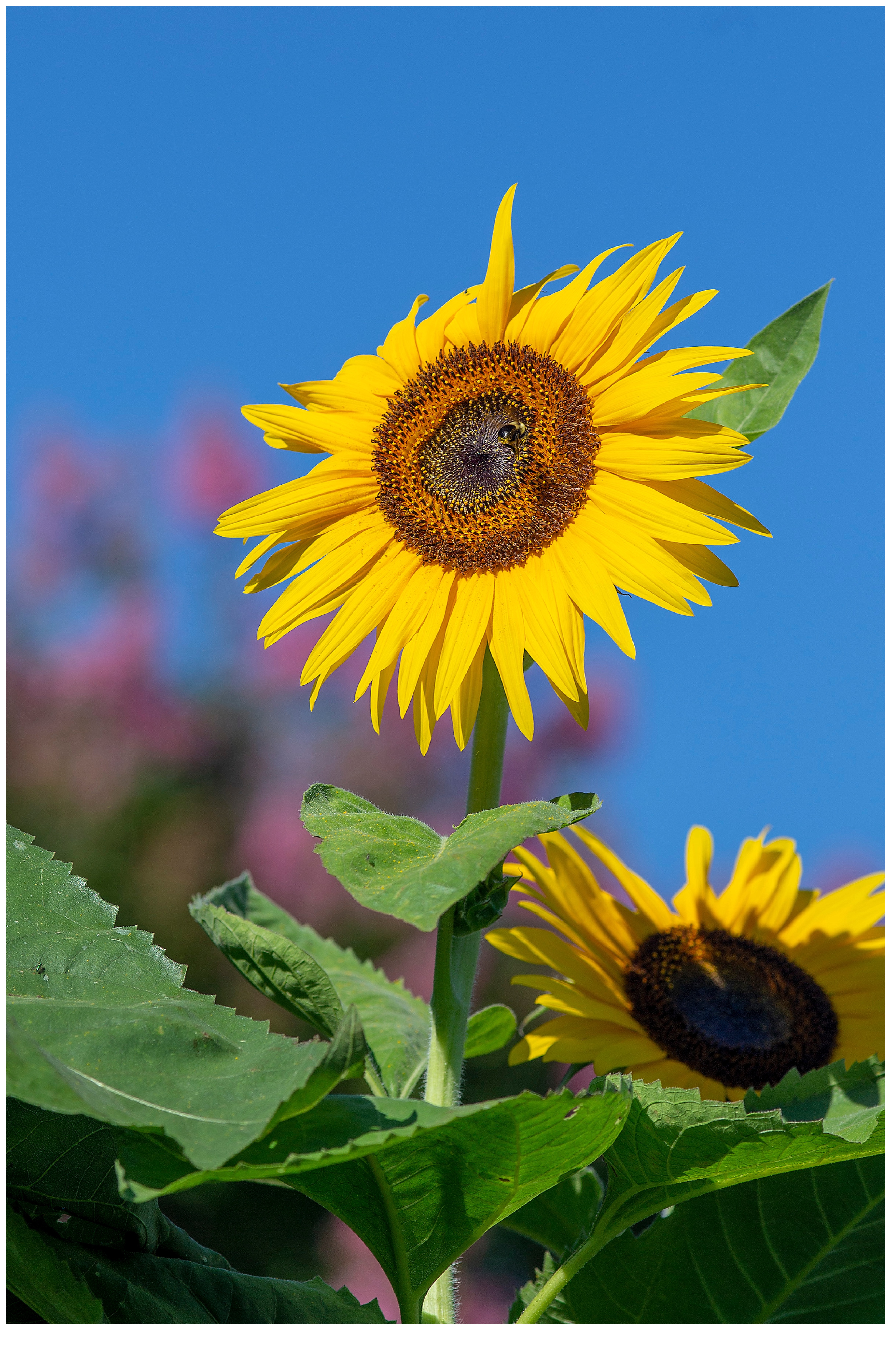 Yellow Sunflowers | Sunflower Prints for Sale – Natalie Kent Photography