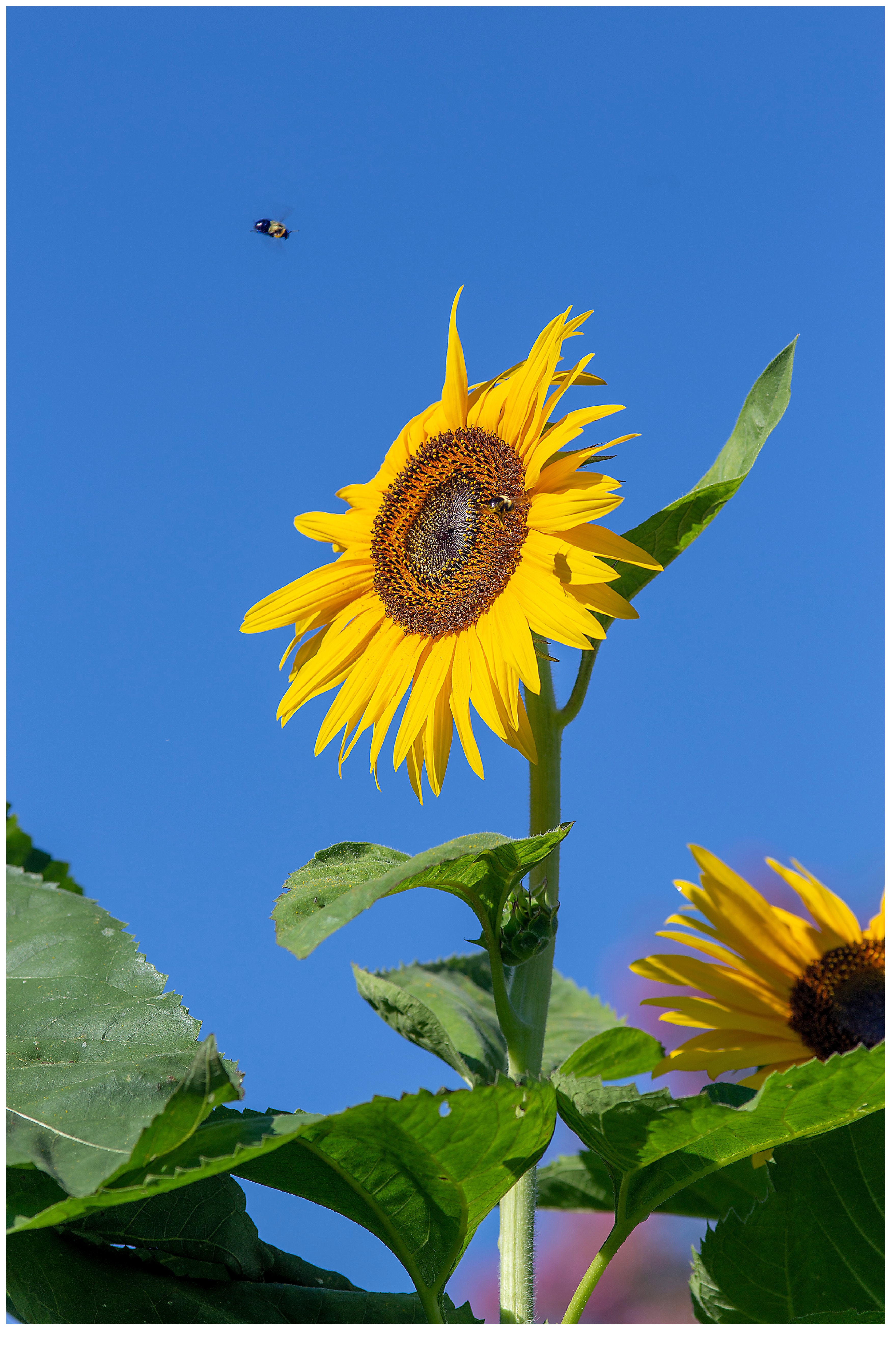 Sunflower_9077-1.jpg
