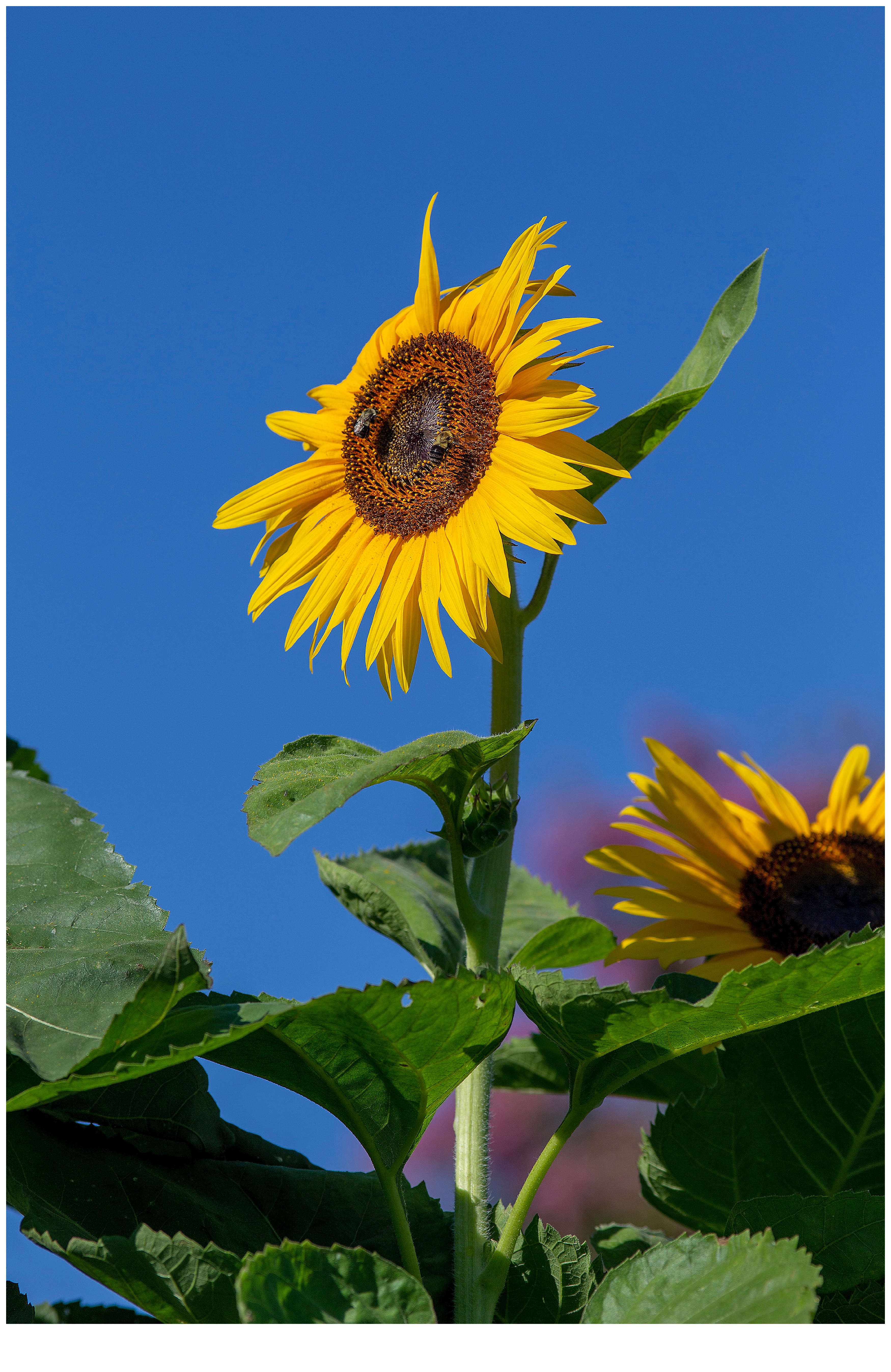 Sunflower_9080.jpg