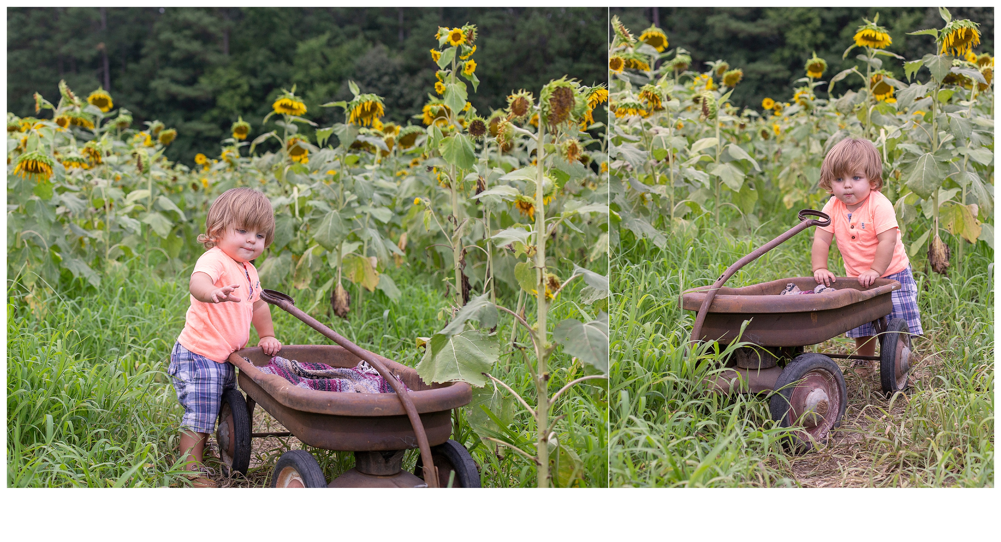 Hutton Family – Sunflowers | Windsor Castle Park – Smithfield, VA