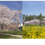 City Center Cherry Blossoms – Hampton Roads Photographer